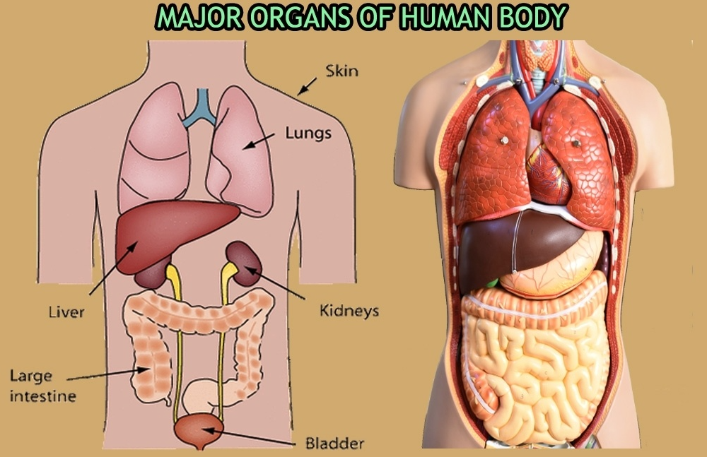 Science 4-Quarter 2-Major Organs of the Body